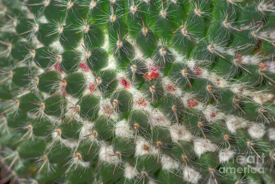 Cactus Photograph - Cactus 5 by Jim And Emily Bush