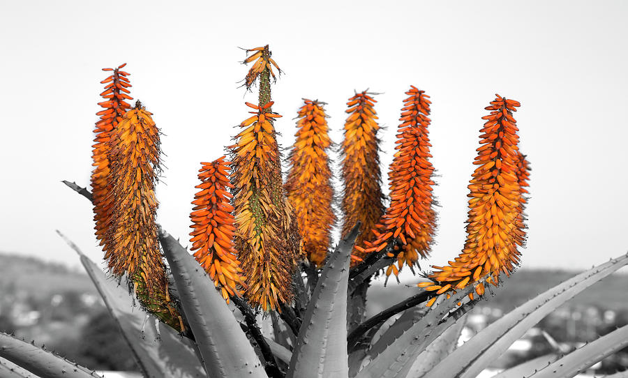 Summer Digital Art - Cactus 5 by Mark Ashkenazi Summer Digital Art - Cactus 5 by Mark Ashkenazi