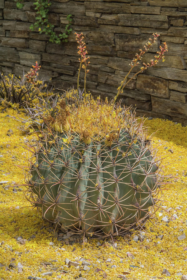 Cactus 5940-041118-1 Photograph by Tam Ryan