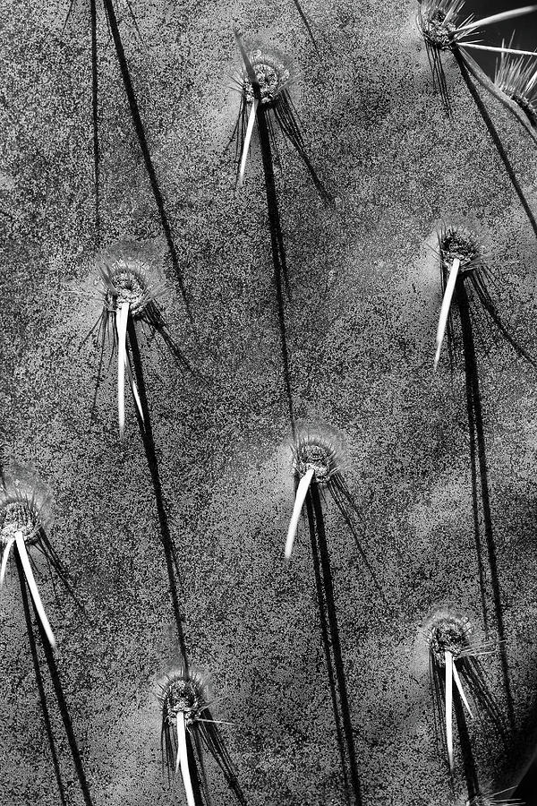 Saguaro National Park Photograph - Cactus Abstract 11 BW by Mary Bedy