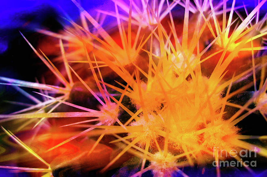 Cactus Abstract 2 Photograph by Judi Bagwell