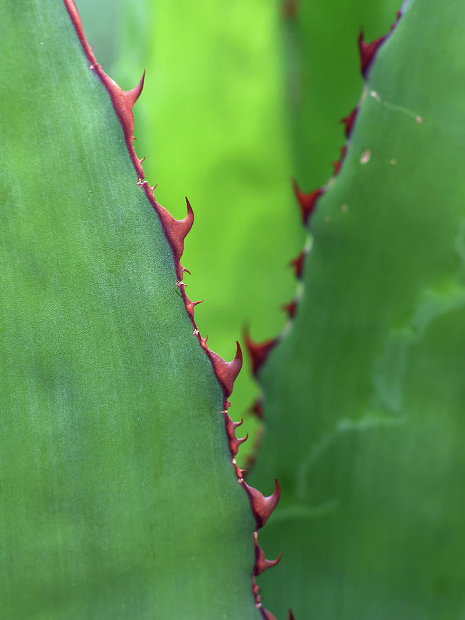 Cactus Abstract 4487 Photograph by Tam Ryan