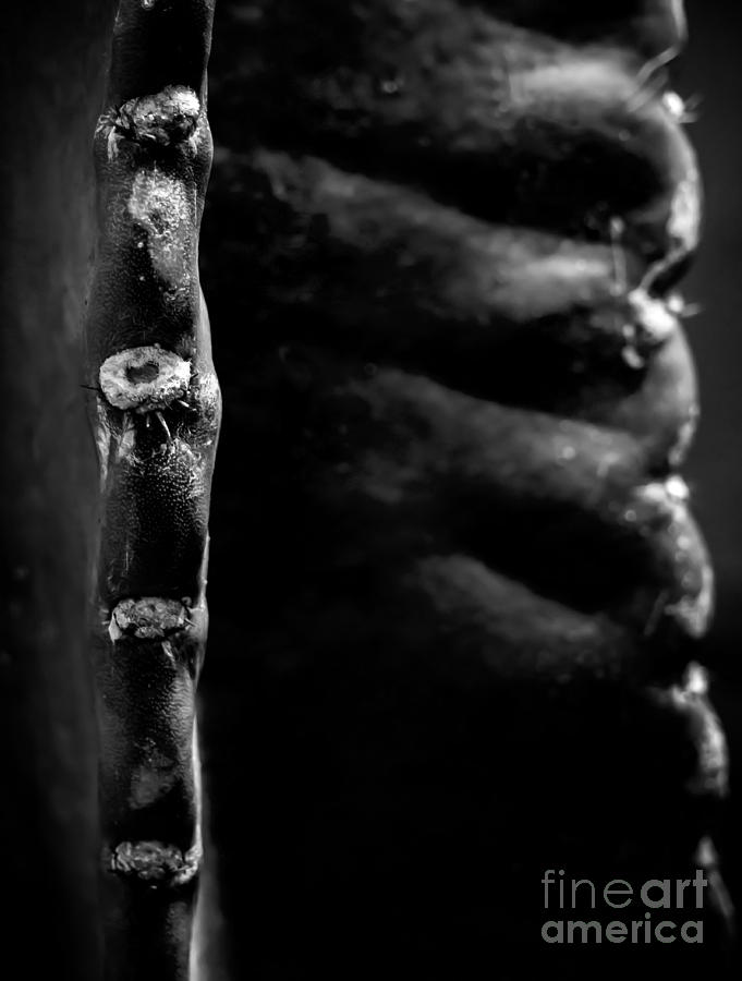 Cactus Abstract - BW Photograph by James Aiken