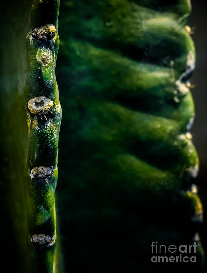 Cactus Abstract Photograph by James Aiken