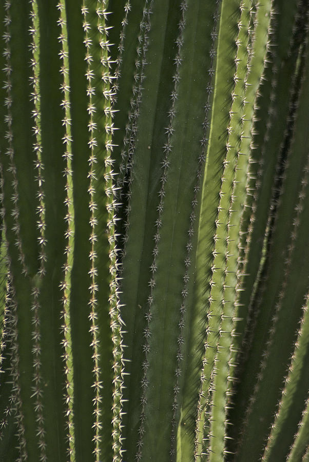 Cactus abstract Photograph by Michael Peychich - Fine Art America