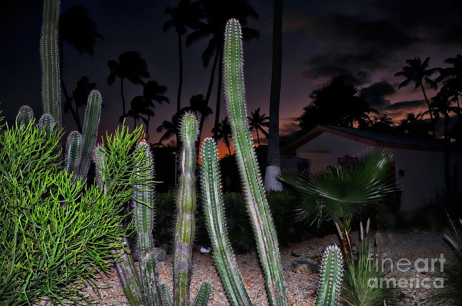 Cactus after Sunset Photograph by Elaine Manley