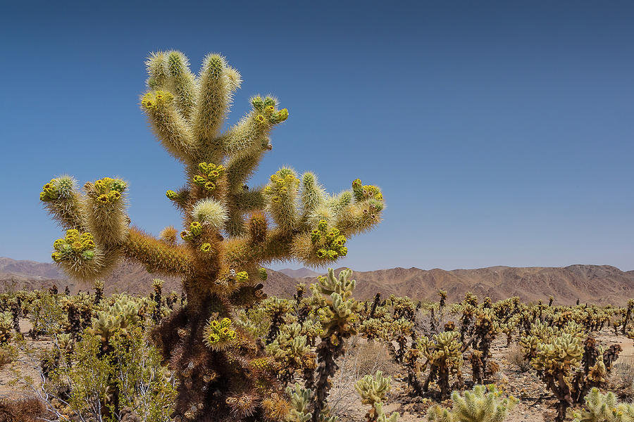 Cactus Alert Photograph by David Downs