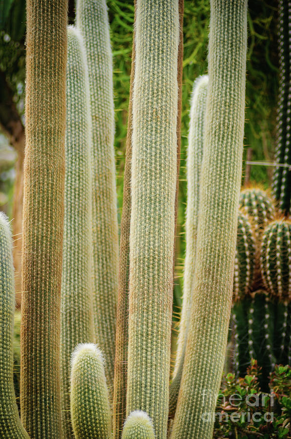 Cactus Photograph - Cactus by Anastasia Shanturova