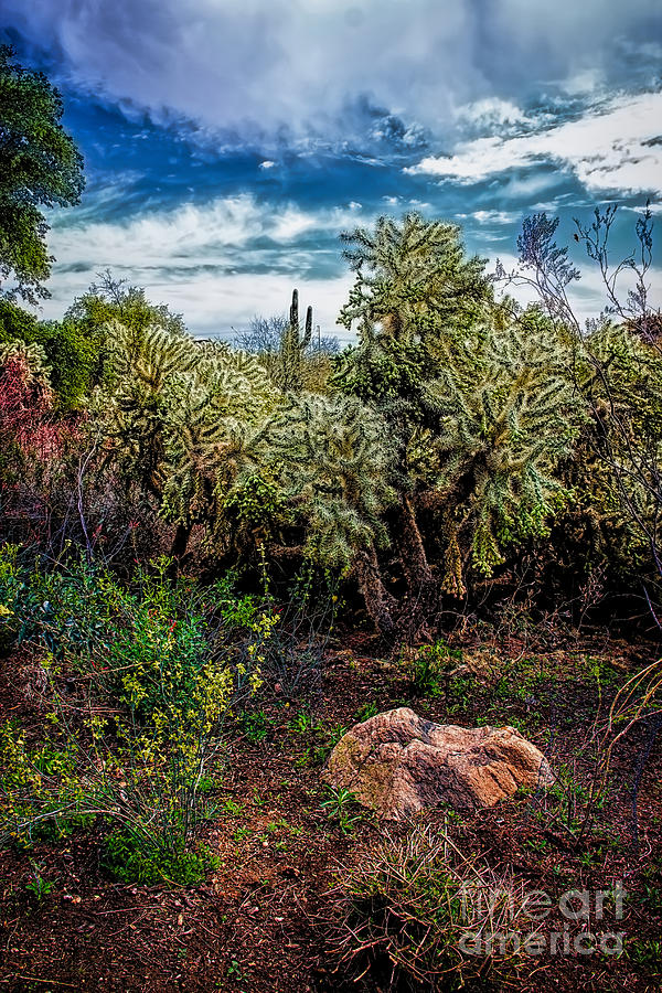 Cactus and Bird Photograph by Jon Burch Photography