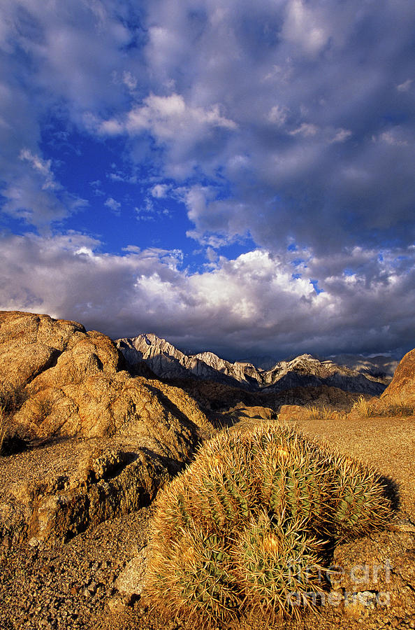 Cactus And Clouds Alabama Hills Eastern Sierras California Photograph by Dave Welling