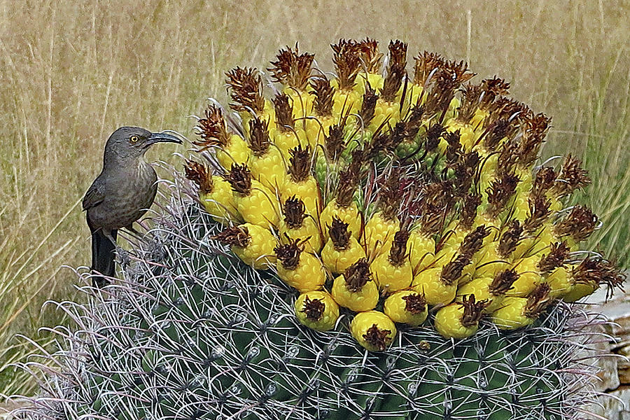 Cactus And Curve-billed Thrasher Photograph by Hazel Vaughn