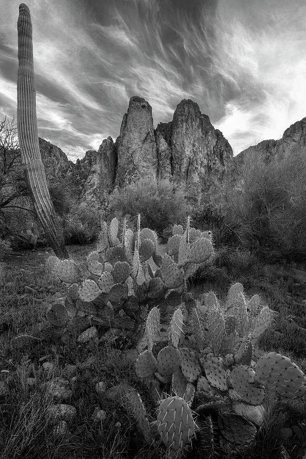 Mountain Photograph - Cactus and desert mountains of Arizona by Dave Dilli