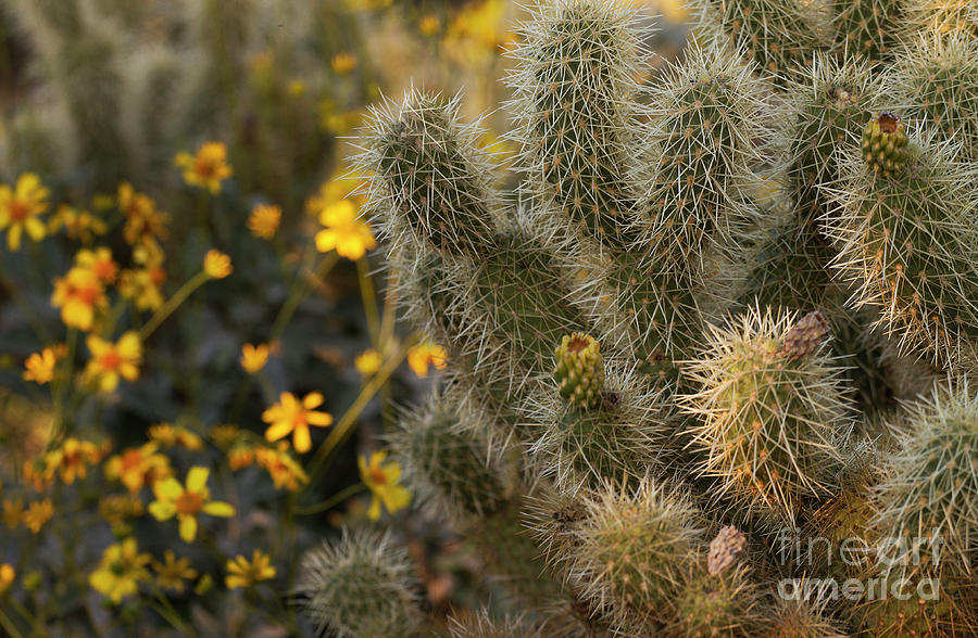 Cactus and flowers in carefree Photograph by Ruth Jolly