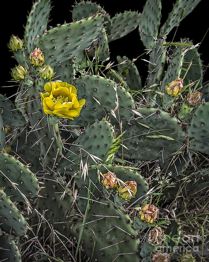 Cactus and Flowers Photograph by Walt Foegelle