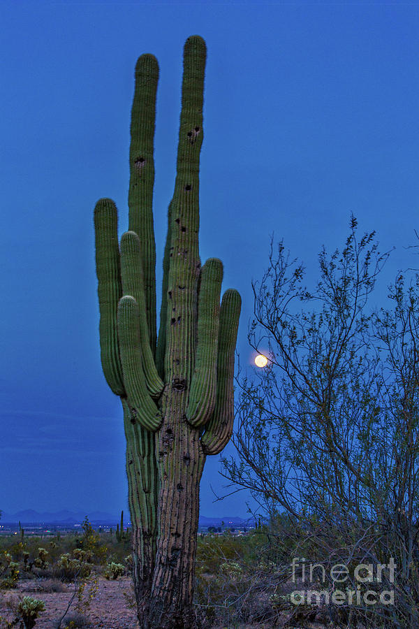 Cactus and Full Moon Photograph by Randy Jackson