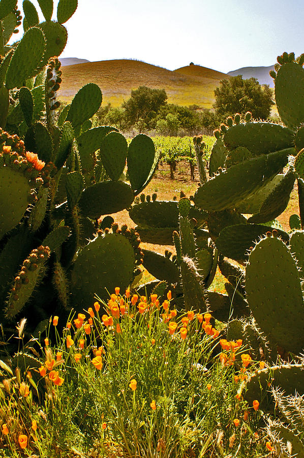 Cactus and Poppies Photograph by Gary Brandes
