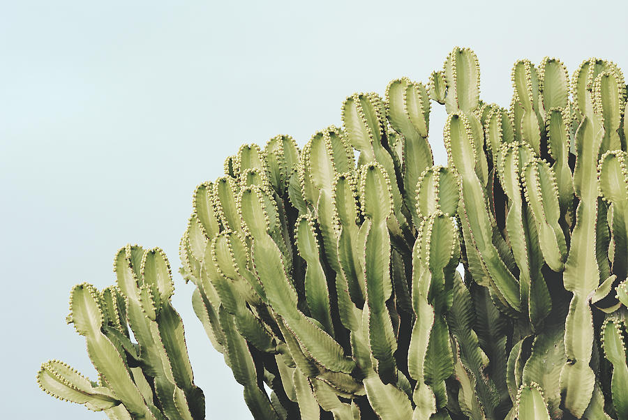 Cactus and sky vintage II Photograph by Guido Montanes Castillo - Fine ...