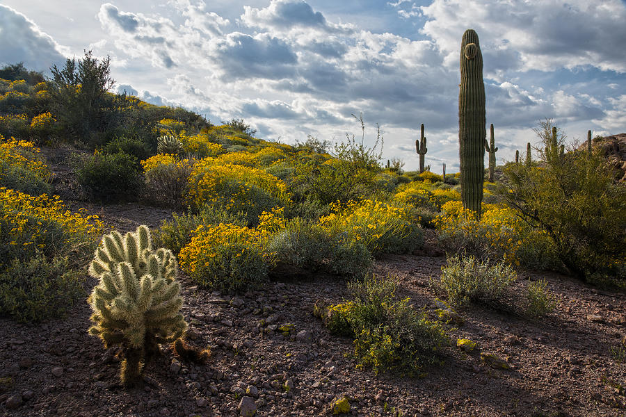 Cactus and springtime desert wildflowers. Photograph by Dave Dilli