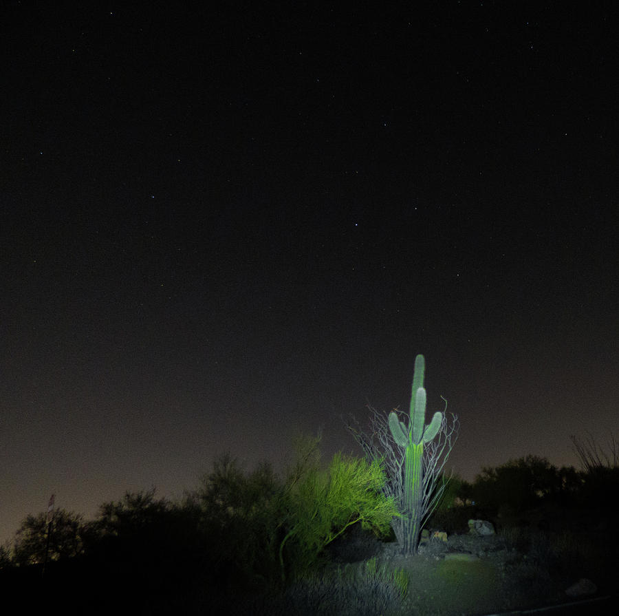 Cactus And Stars Photograph by Kimo Fernandez