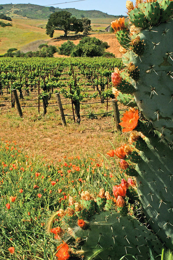Cactus and Vines Photograph by Gary Brandes