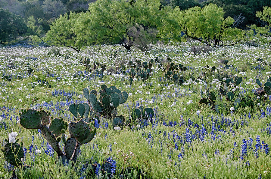 Cactus and Willow-wildflowers of Texas Photograph by Usha Peddamatham