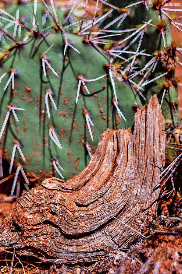 Cactus and wood Photograph by Adam Reinhart