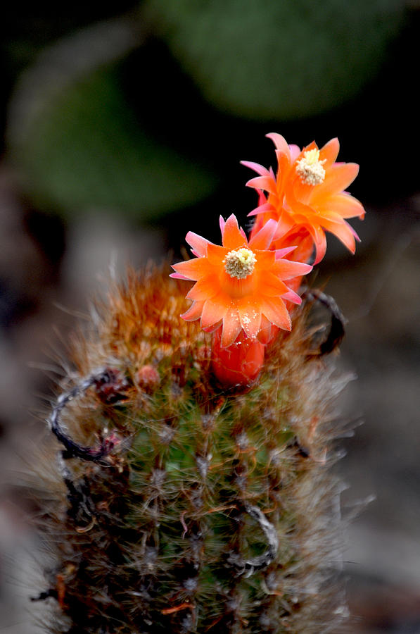 Cactus Anemones Photograph by Ryan A Lubit Cactus Anemones Photograph by Ryan A Lubit