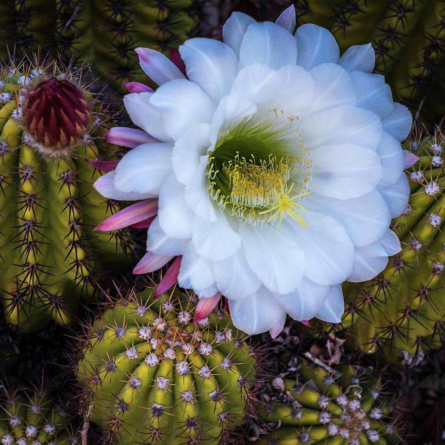 Cactus Family Photograph - Cactus - Argentine Giant  by Jon Berghoff