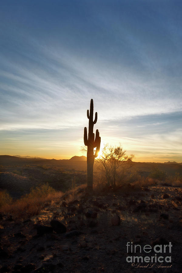 Cactus at Sunset Photograph by David Arment