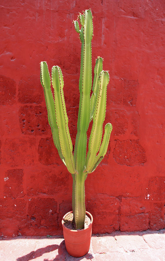 Potted Cactus By Red Painted Wall  Photograph by Aidan Moran