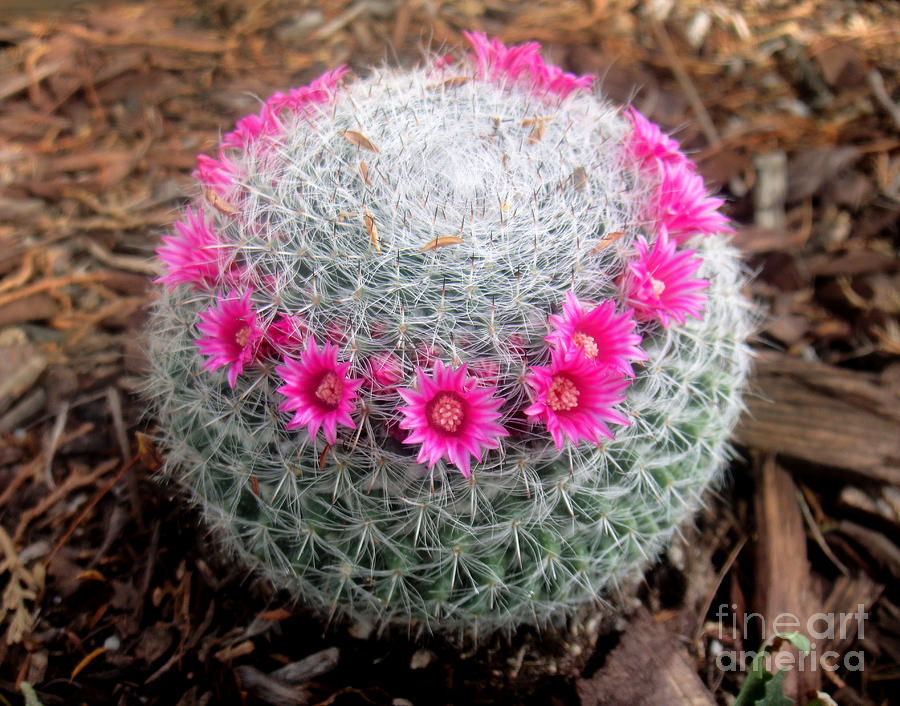Nature Photograph - Cactus ball with pink flowers by Sofia Goldberg