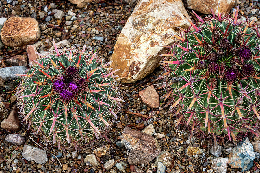 Cactus Beauties Photograph by David Levin