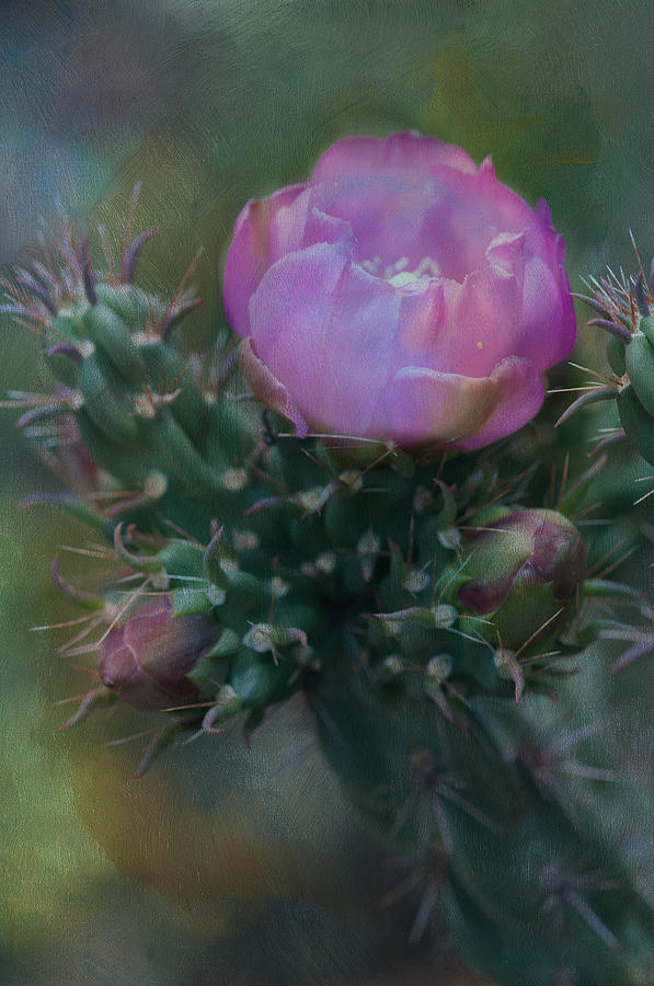 Cactus beauty Photograph by Carolyn DAlessandro