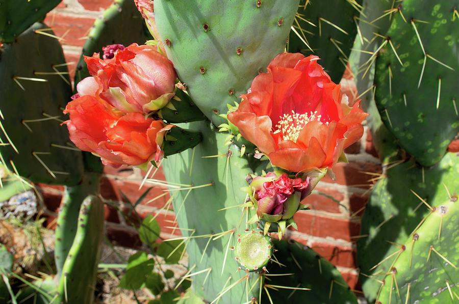 Cactus Beauty Photograph by Diana Mary Sharpton