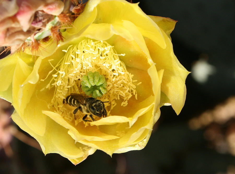 Cactus Bee 2 Photograph by Marna Edwards Flavell