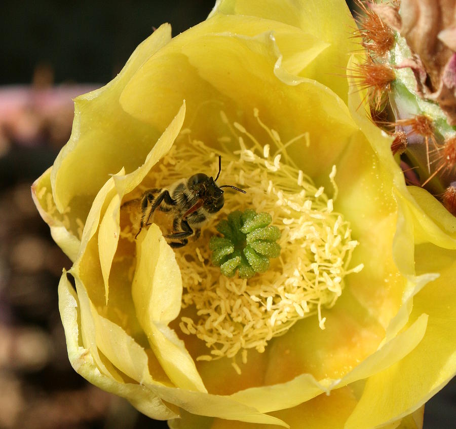 Cactus Bee 3 Photograph by Marna Edwards Flavell