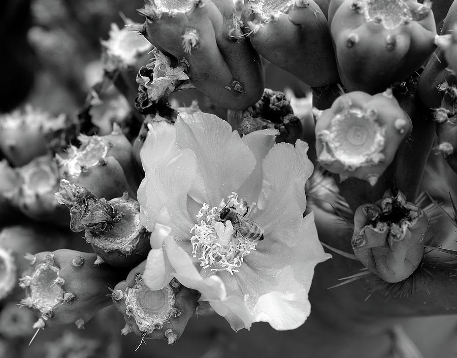 Cactus Bee Photograph by Robert Wilder Jr