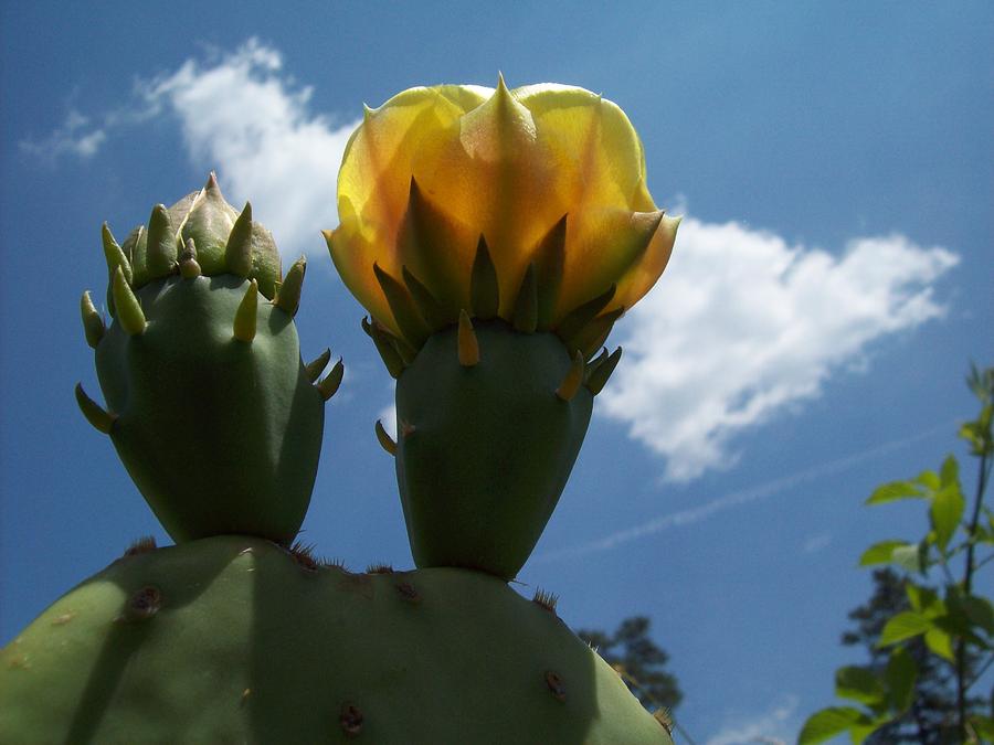 Cactus beginning to Bloom Photograph by Robin Coaker