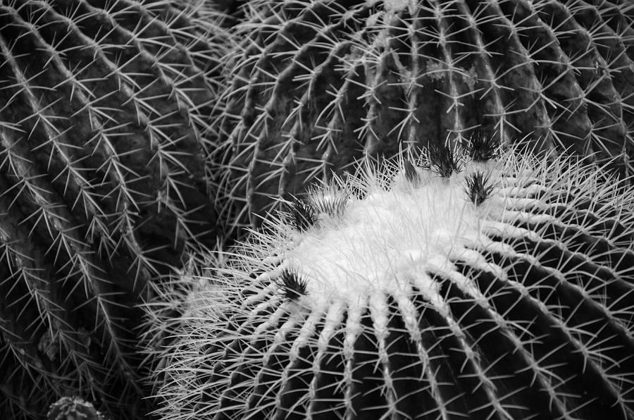 Cactus  Black and White Photograph by Susan McMenamin
