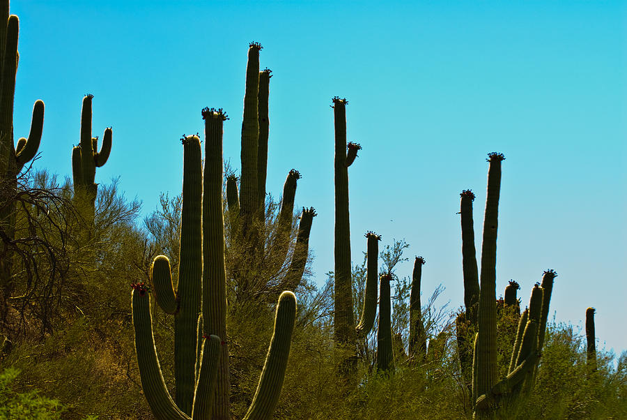 Cactus  Black Canyon Photograph by Louis Dallara