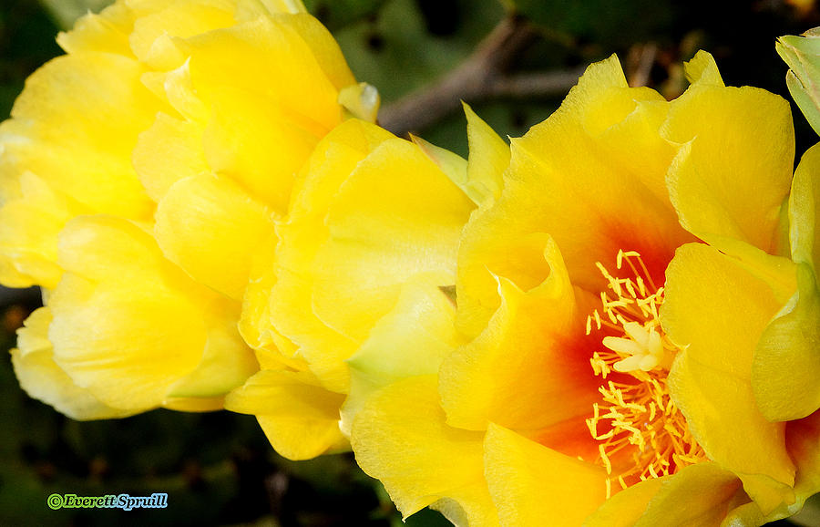 Cactus Bloom 1 Photograph by Everett Spruill