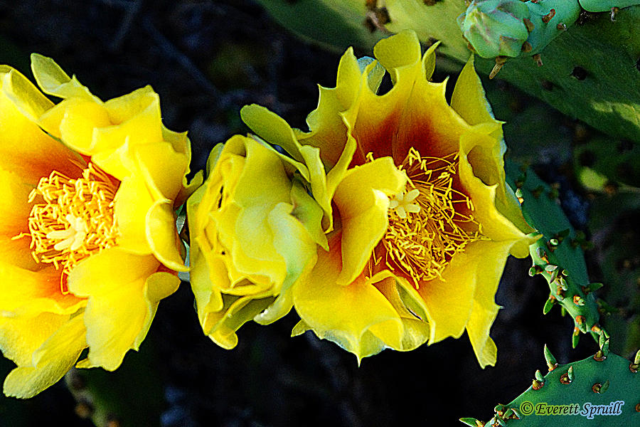 Cactus Bloom 2 Photograph by Everett Spruill