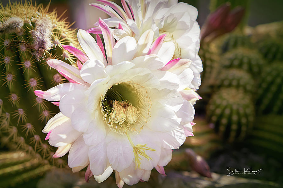 Cactus Bloom 2 by Steve Kelley Cactus Bloom 2 by Steve Kelley
