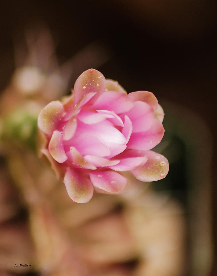 Flowers Still Life Photograph - Cactus Bloom by Allen Sheffield