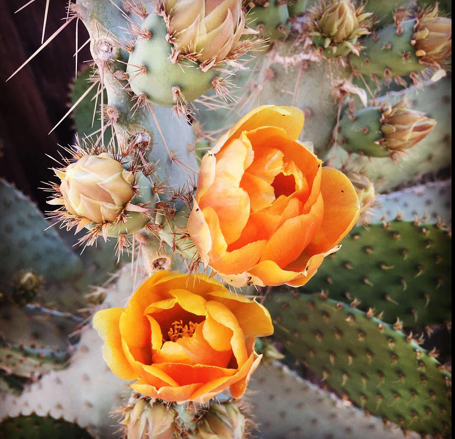 Cactus Bloom  Photograph by Daniele Smith
