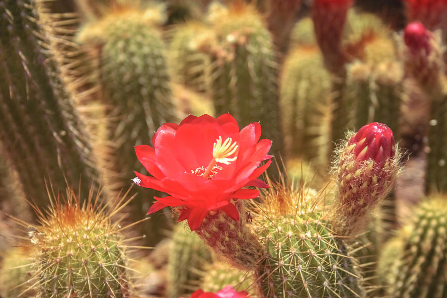 Cactus bloom Photograph by Darrell Foster