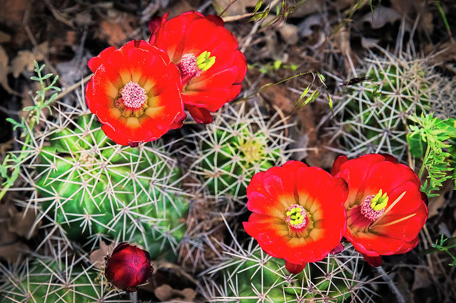 Cactus Bloom Photograph by Edgars Erglis