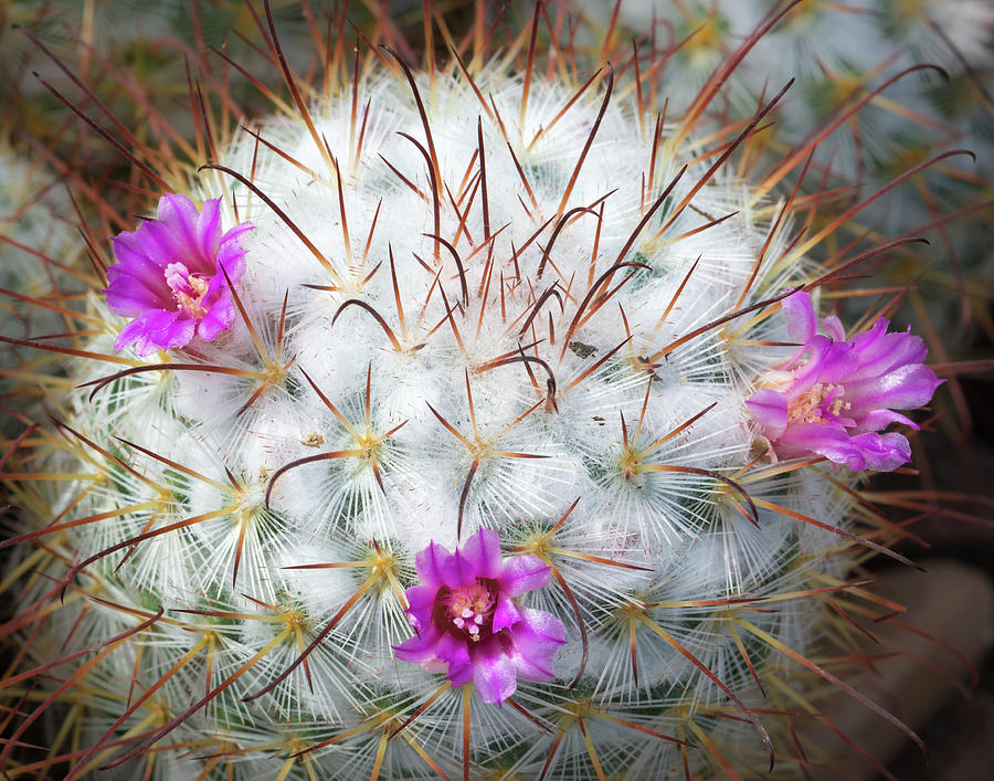 Cactus Bloom Photograph by Georgette Grossman