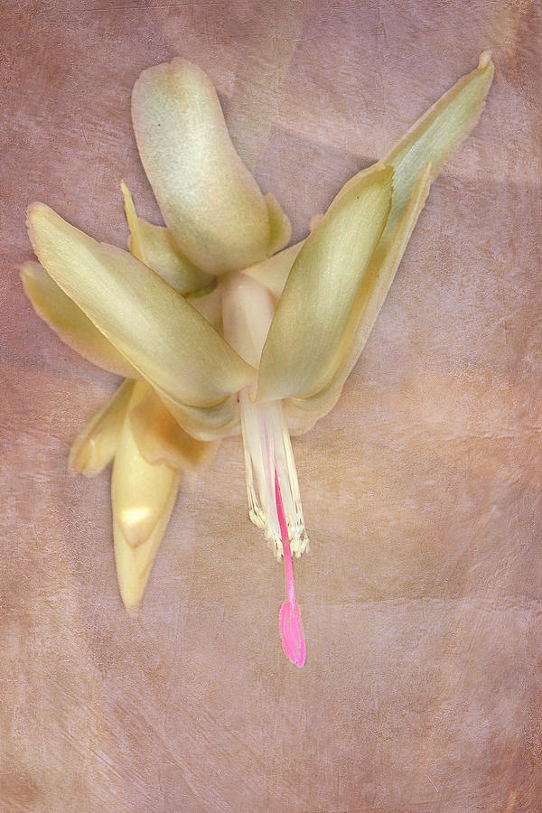 Cactus Bloom Photograph by Judy Hall-Folde