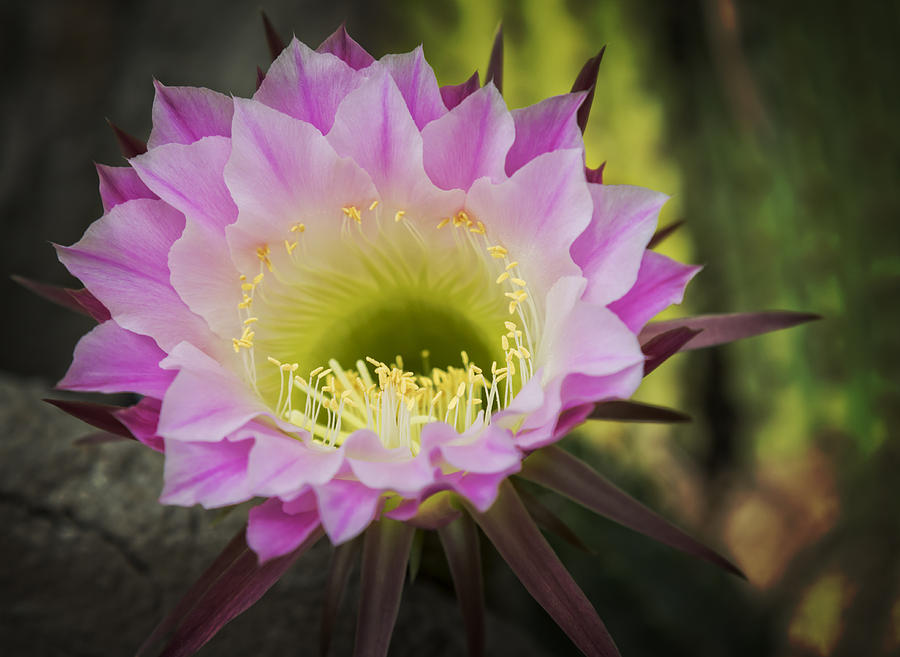 Cactus Bloom Photograph by Ricky Barnard